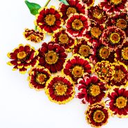 A close-up of Aztec Burgundy Bicolor Zinnias on a white background.