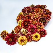 An arrangement of Aztec Sunset Zinnias on a white background.
