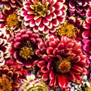 Close-up detailed macro view of Aztec Sunset Zinnias.