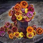 An arrangement of Aztec Sunset Zinnias in a copper vase on wood background.