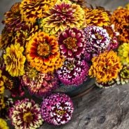 Close-up view of Aztec Sunset Zinnias in a ceramic bowl on wood.