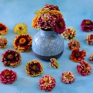 Aztec Sunset Zinnias in little ceramic vase surrounded by blooms on blue background.