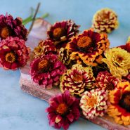 A close-up of Aztec Sunset Zinnias on sandstone against a blue background.
