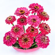 A floral arrangement of Exquisite Zinnias in a matching pink bowl on a white background.