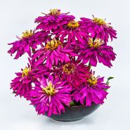 A floral arrangement of Lila Cactus Zinnias in a ceramic bowl on a white background.