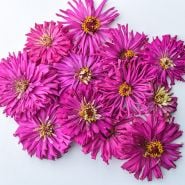 Lila Cactus Zinnias arranged on white background.