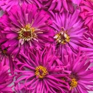 Close-up macro view of Lila Cactus Zinnia flowers.