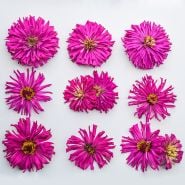 Lila Cactus Zinnia flowers arranged in a square on bright white background.