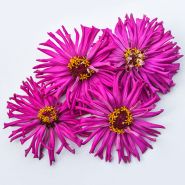 Four Lila Cactus Zinnia flowers on a white background.