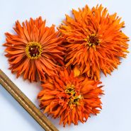 A trio of large Orange Cactus Zinnias with a ruler to show size on a white background.
