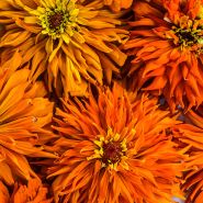A close-up macro view of Orange Cactus Zinnias.
