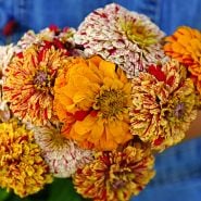 A woman holding a bouquet of multi-colored Peppermint Sticks Zinnias in the trial garden at Baker Creek.