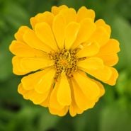 Close-up Canary Bird Zinnia in garden.