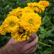 Canary Bird Zinnia bouquet being held in garden.