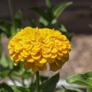 Canary Bird Zinnia single bloom in garden.