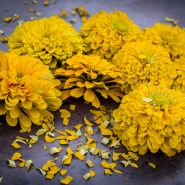 An arrangement of Yellow Canary Zinnia blooms against a mauve colored background.