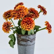 Macarenia Zinnia in tin bucket with white background.