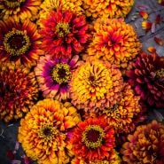 Macarenia Zinnia flower heads on dark background.