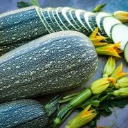 Gray Zucchini Summer Squash with blooms on dark background.