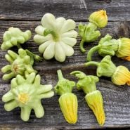 Pineapple Summer Squash arranged on weathered wood background. Image by Lucy Hutchins.