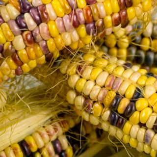 Wade's Giant Indian Corn