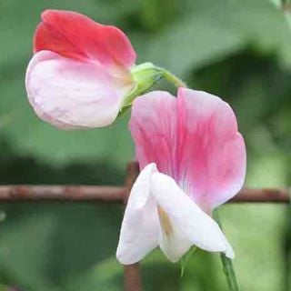 Painted Lady Sweet Pea