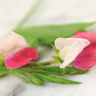 Painted Lady Sweet Pea