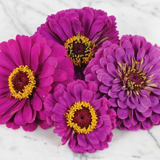 Purple Prince - Zinnia