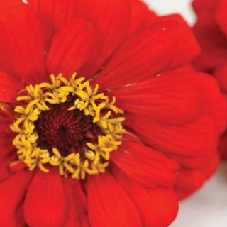 Will Rogers Zinnia