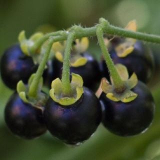 Wonderberry