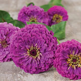 Purple Prince - Zinnia