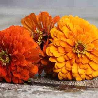 Orange King - Zinnia