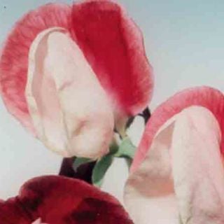 Painted Lady Sweet Pea