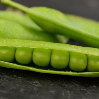 Lincoln Garden Pea