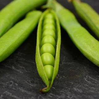 Lincoln Garden Pea