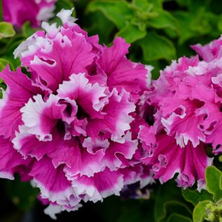 Karkulka Petunias growing in garden.