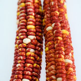 A couple of Montana Sunburst corn cobs on white background.