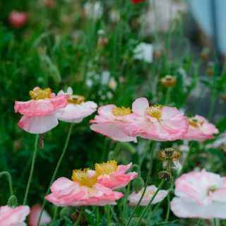 Falling in love Poppy growing in garden showing light under petals.