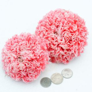 Frosted Salmon Poppy heads with coins for reference.