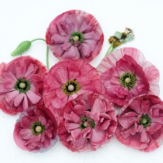 Pandora Poppy blooms on white background.