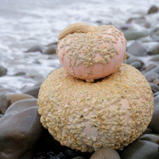 Galeux D' Eysines Squash stacked in rocks on beach.