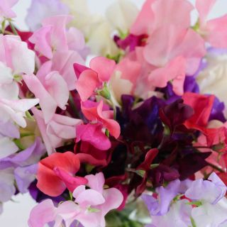Closeup of Old Spice Mix Sweet Pea flowers.
