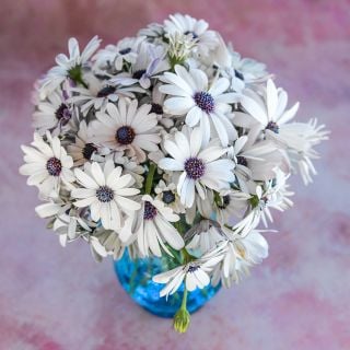 African Blue Disc Daisy in a blue vase and paisley background.