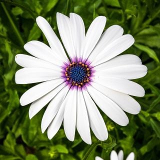 Close-up Blue Disc Daisy in garden.