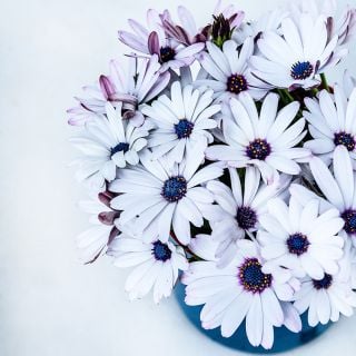 African Blue Disc Daisy in a dark blue vase and white background.
