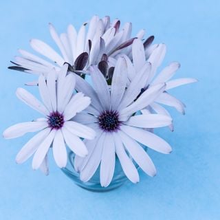 Blue Disc Daisy in clear vase with light blue background.