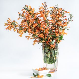Apricot Sprite Agastache arranged in a glass on a white background.