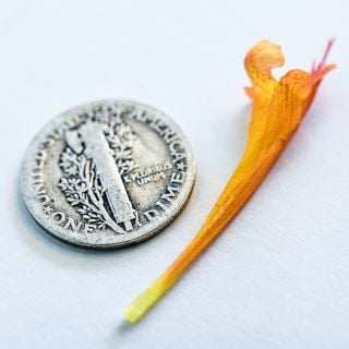 A close-up micro view of single Apricot Sprite Agastache flower with a vintage dime to show its size.