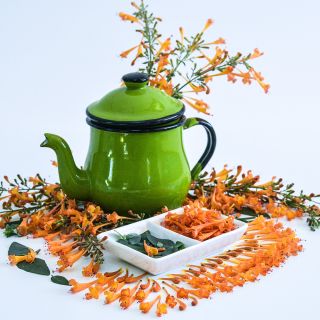 Apricot Sprite Agastache arranged on white background with a green teapot.