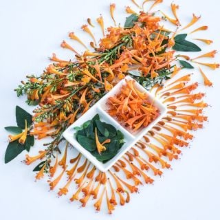 An arrangement of Apricot Sprite Agastache on a white background.